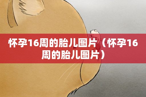 怀孕16周的胎儿图片(怀孕16周的胎儿图片) 怀孕16周的胎儿图片(怀孕16周的胎儿图片)
