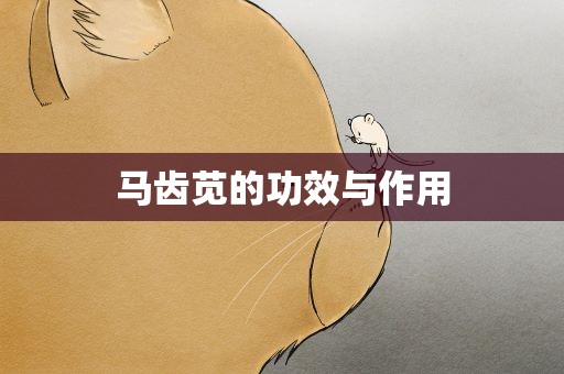 马齿苋的功效与作用